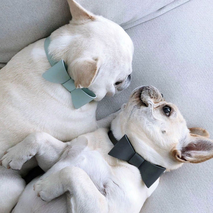 Why Your Pet Deserves the Pet Cute Bow Collar Leash Set