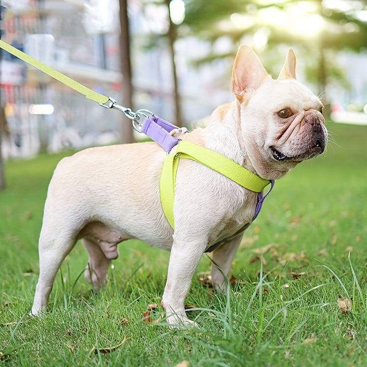 Rainbow Colorblock Pet Harness Set