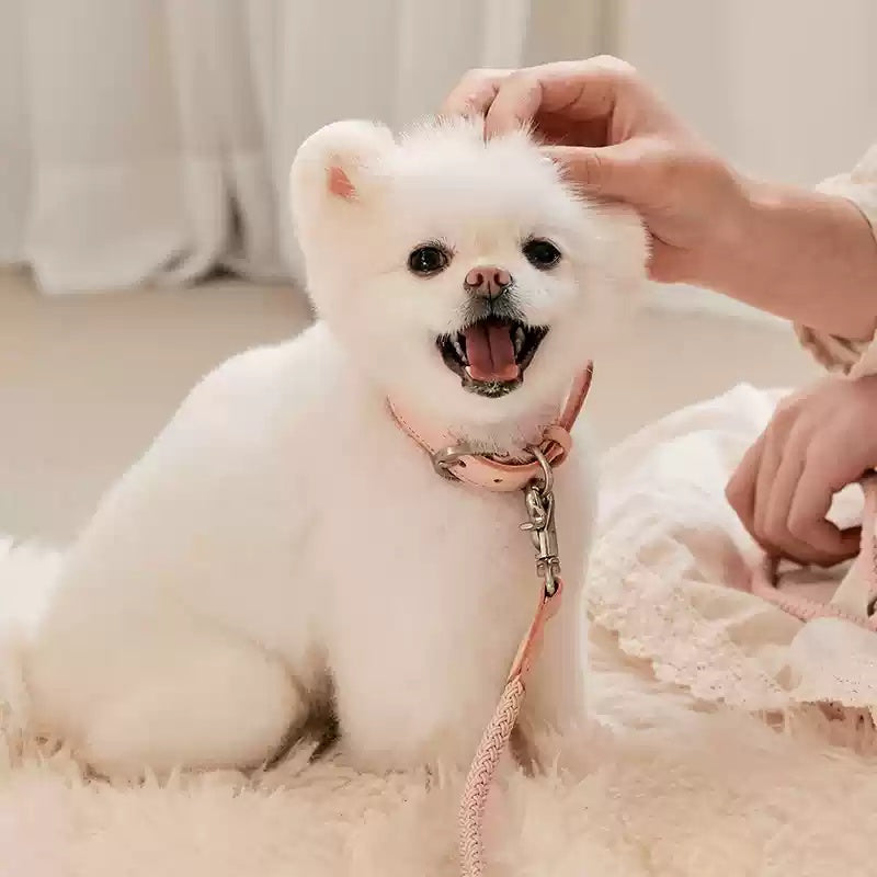 Dog Collar Leather Hand Holding Rope Dog Leash